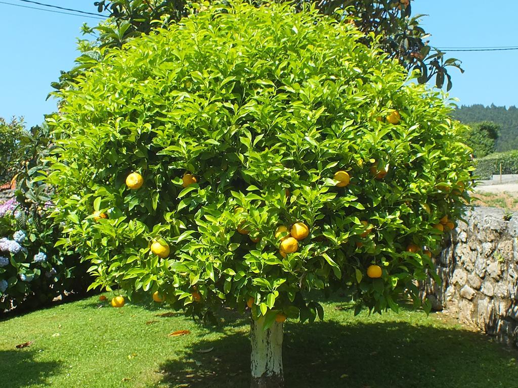 Pensión El Pomar